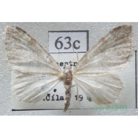 Perizoma hydrata (Treitschke, 1829) Czech63c